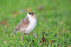 Masked Lapwing